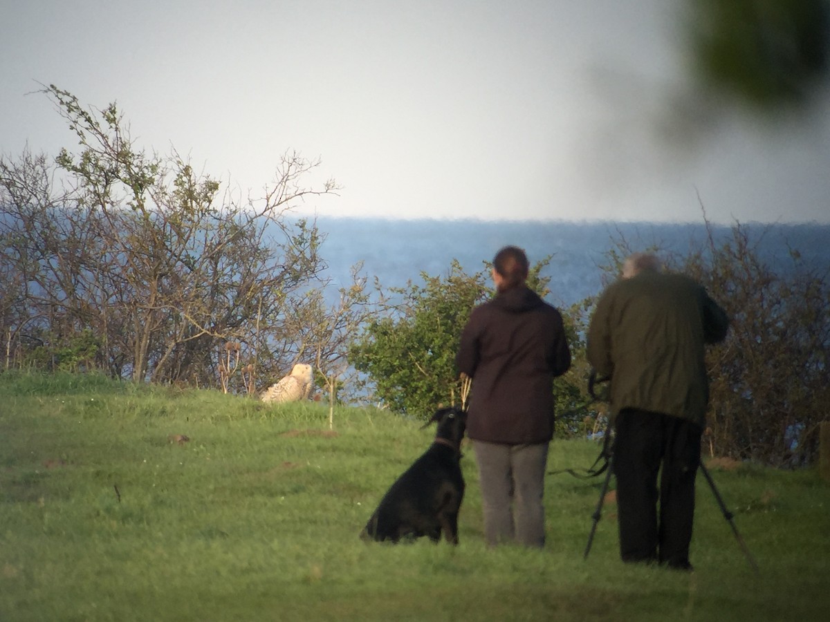 snøugle - ML645437216