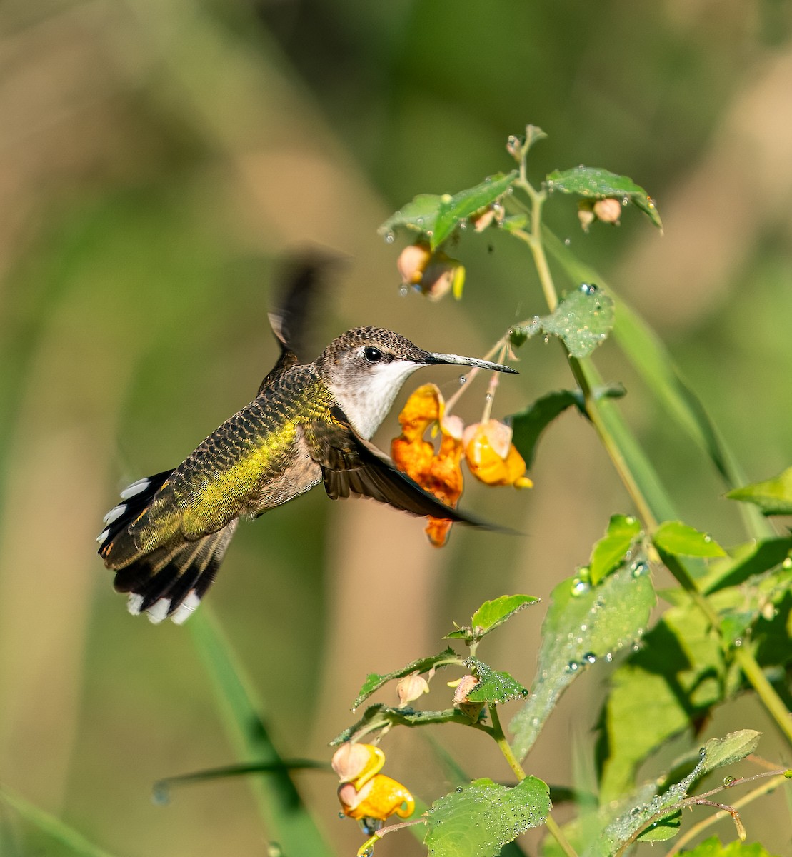 Ruby-throated Hummingbird - ML645437223