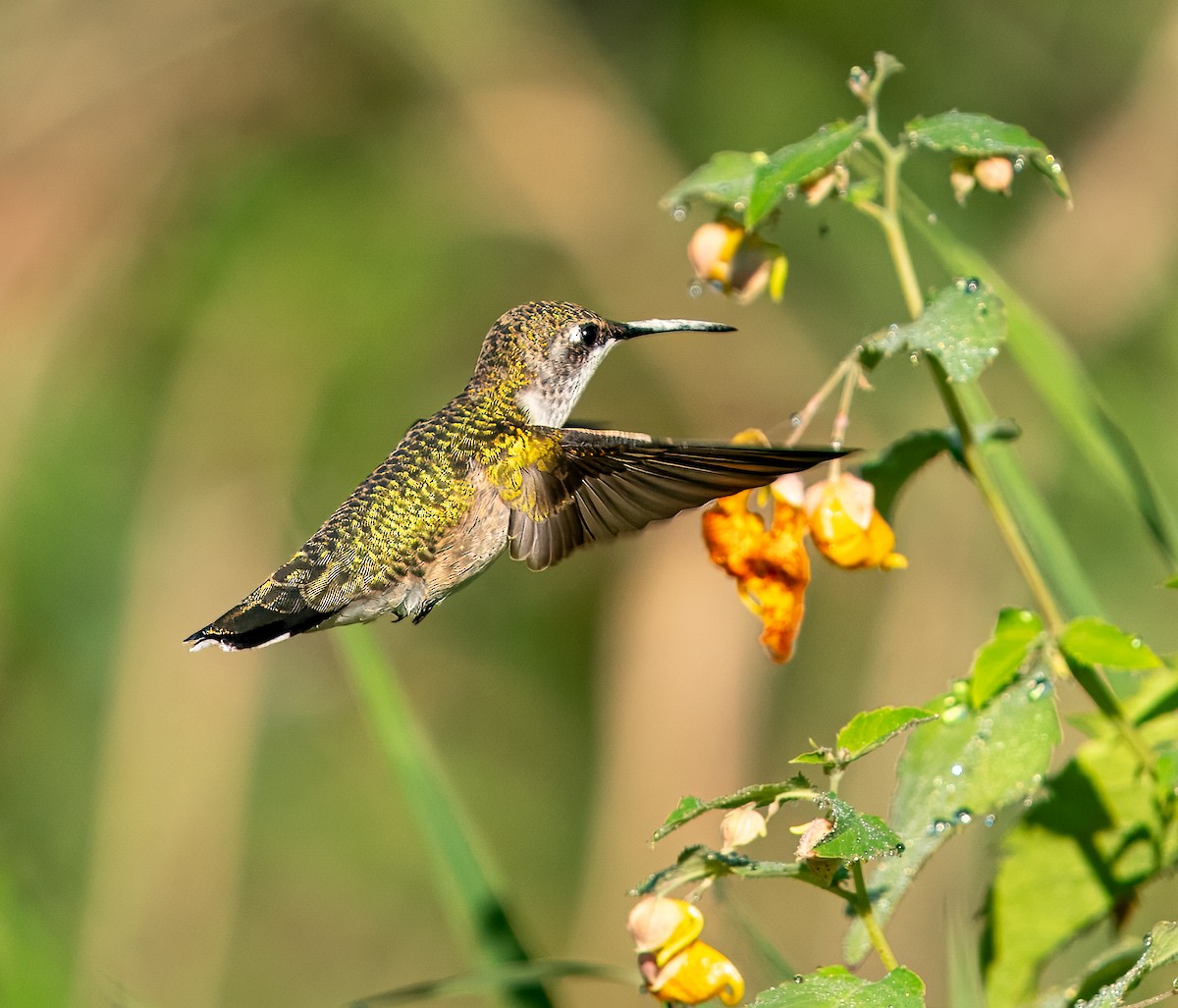 Ruby-throated Hummingbird - ML645437226