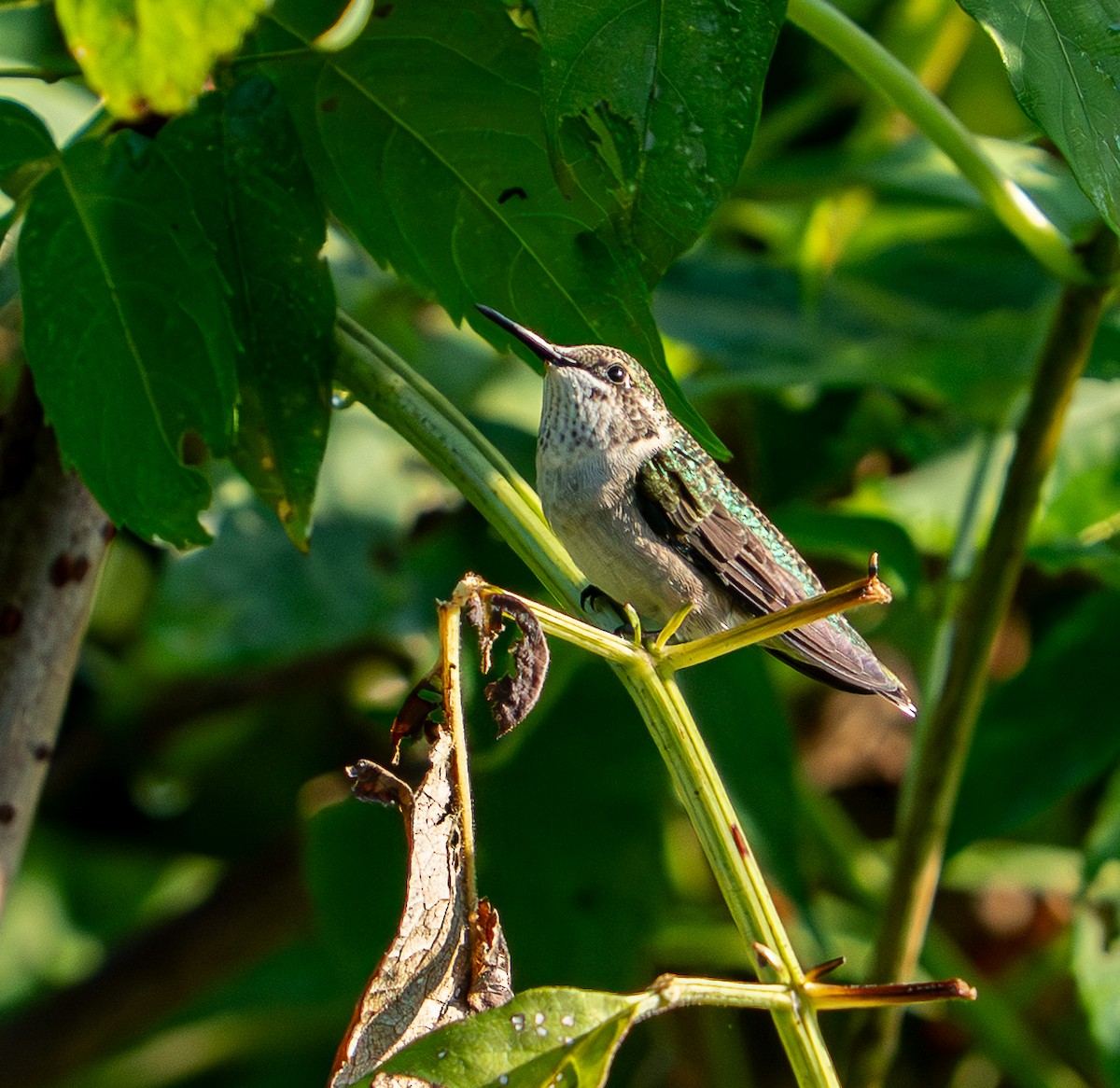 Ruby-throated Hummingbird - ML645437228