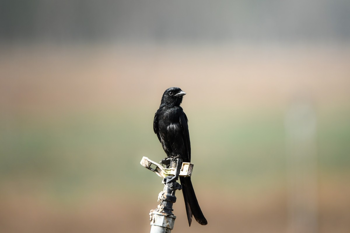 drongo černý - ML645437229