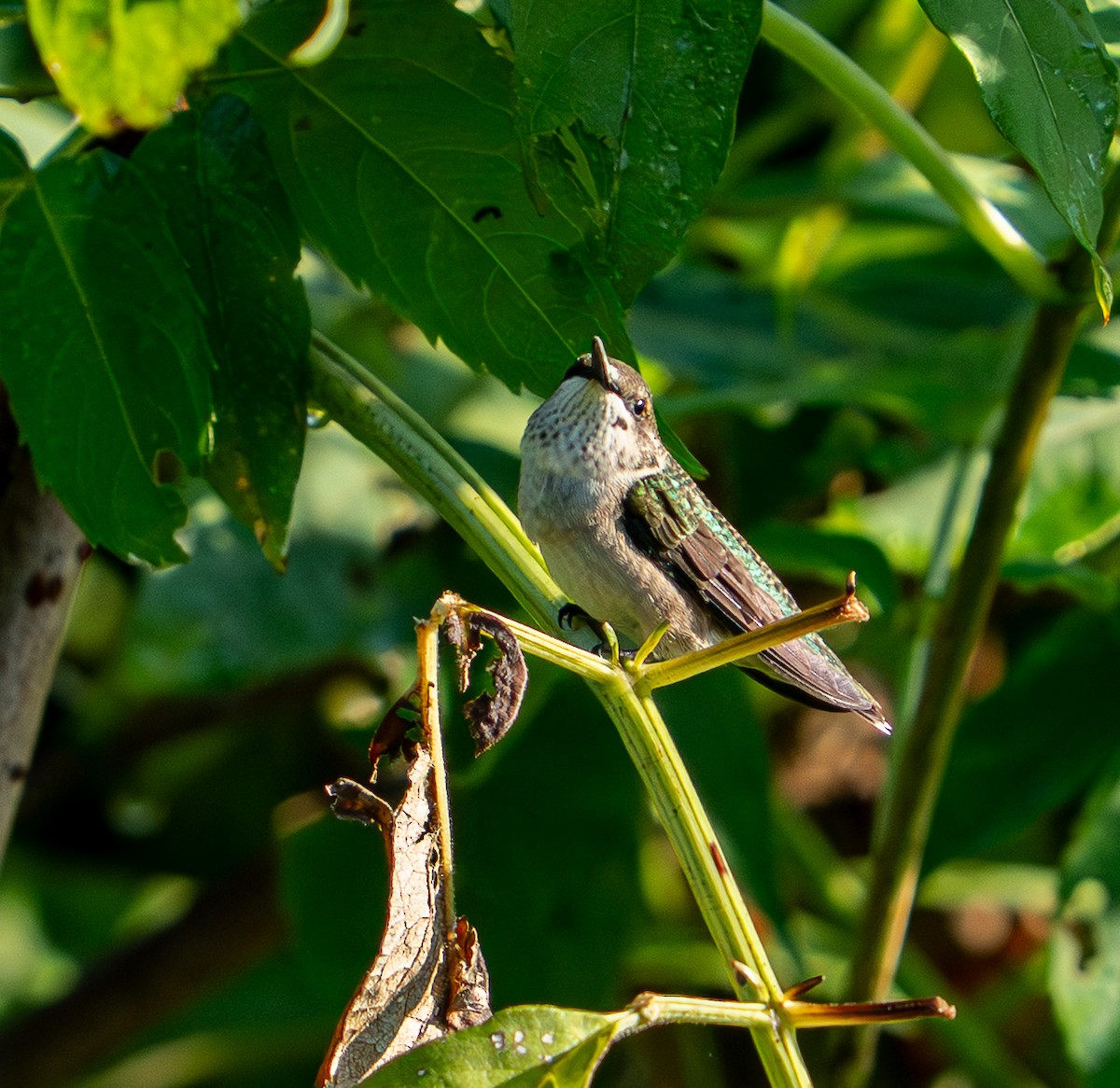 Ruby-throated Hummingbird - ML645437231
