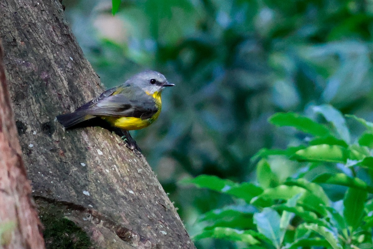 Королець жовтий - ML645437239