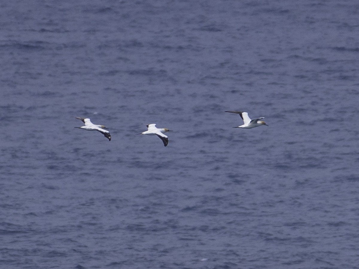 Australasian Gannet - ML645437242