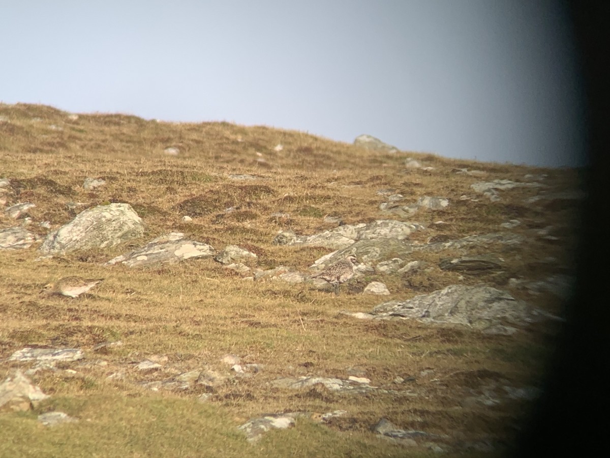 kanadalo - ML645437245