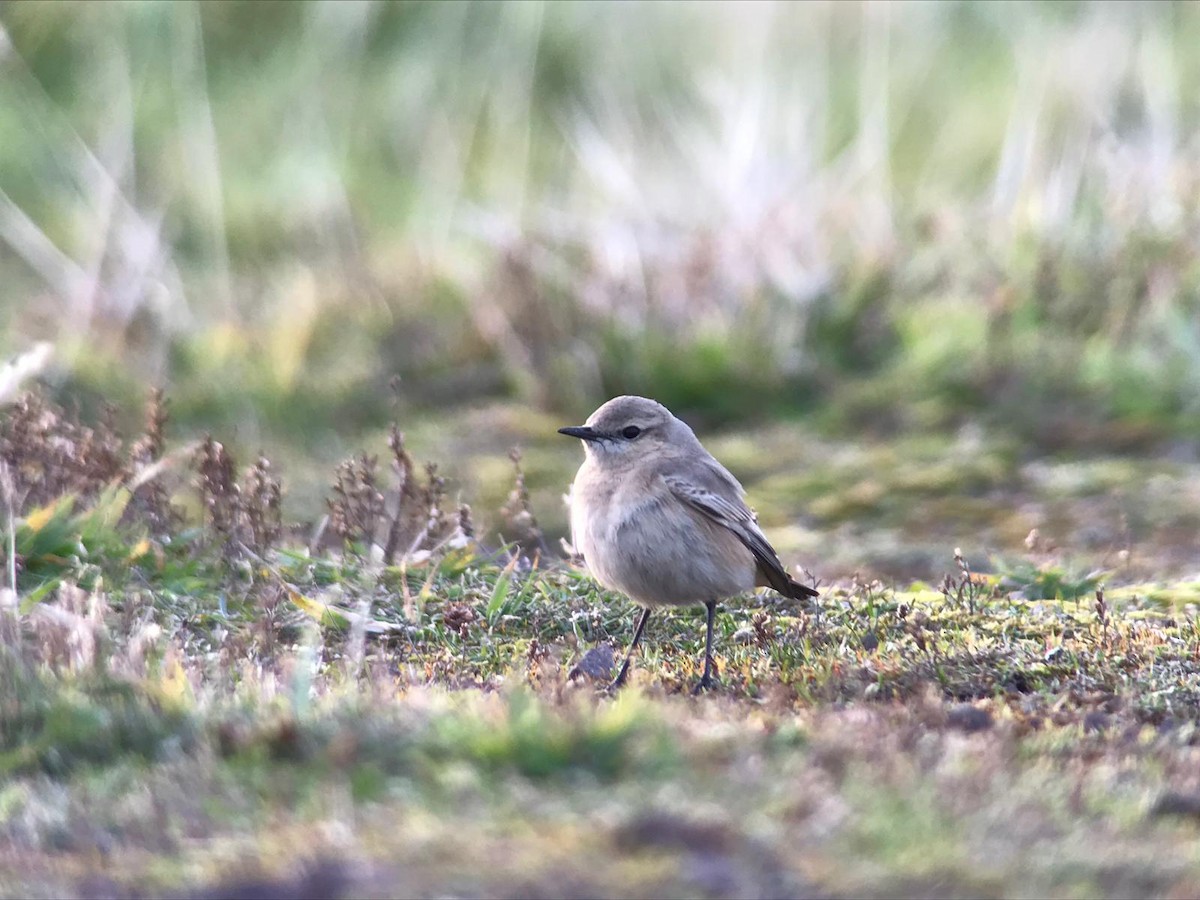 Collalba Isabel - ML645437266