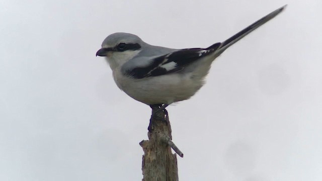 Сорокопуд сірий - ML645437269