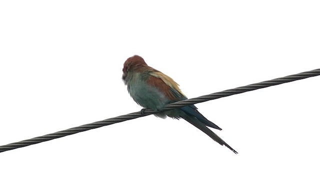 Бджолоїдка звичайна - ML645437277