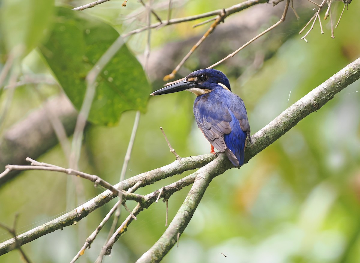 Azure Kingfisher - ML645437287