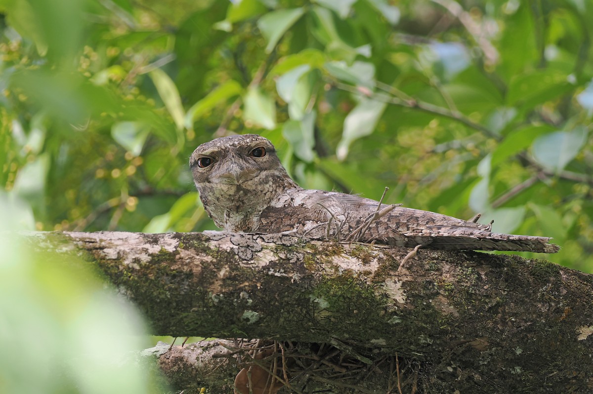 Papuan Frogmouth - ML645437299