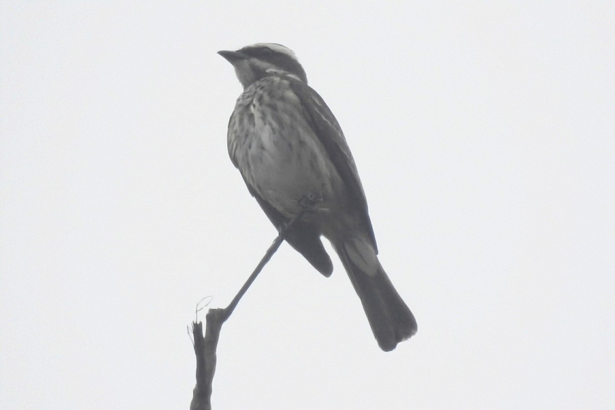 Piratic Flycatcher - ML645437300