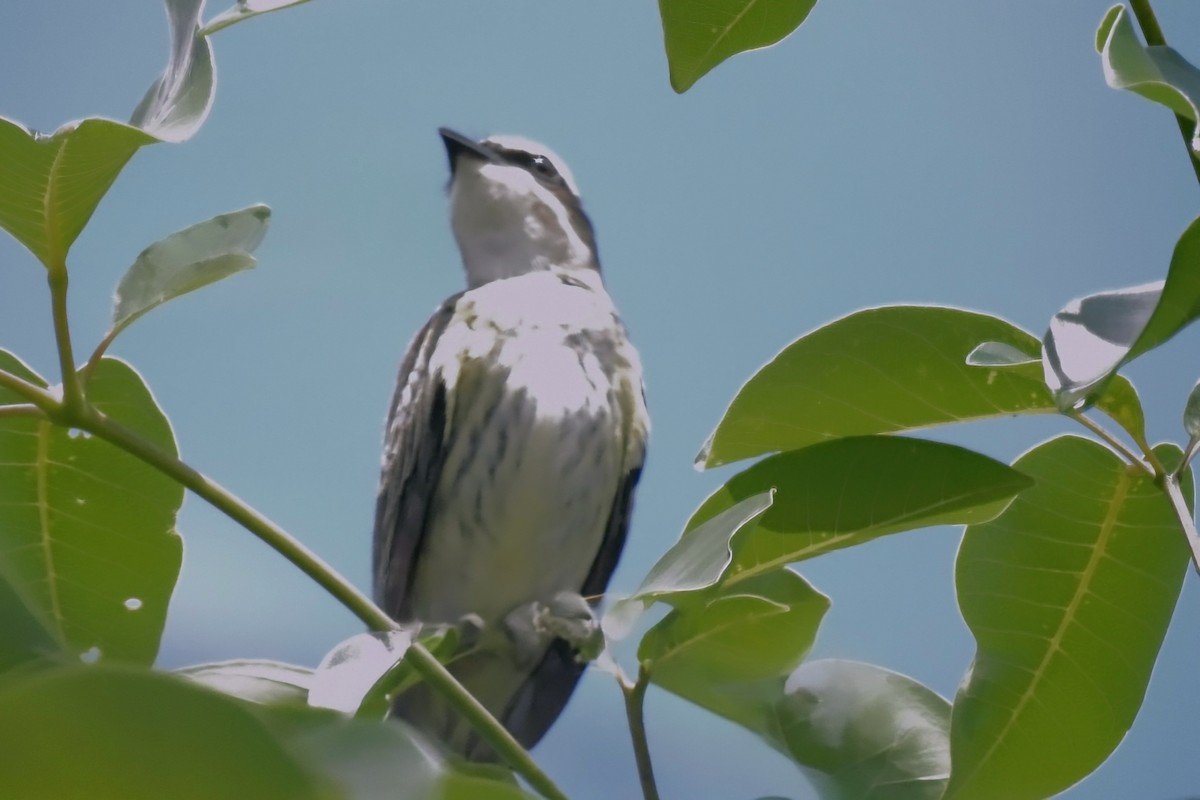 Piratic Flycatcher - ML645437301