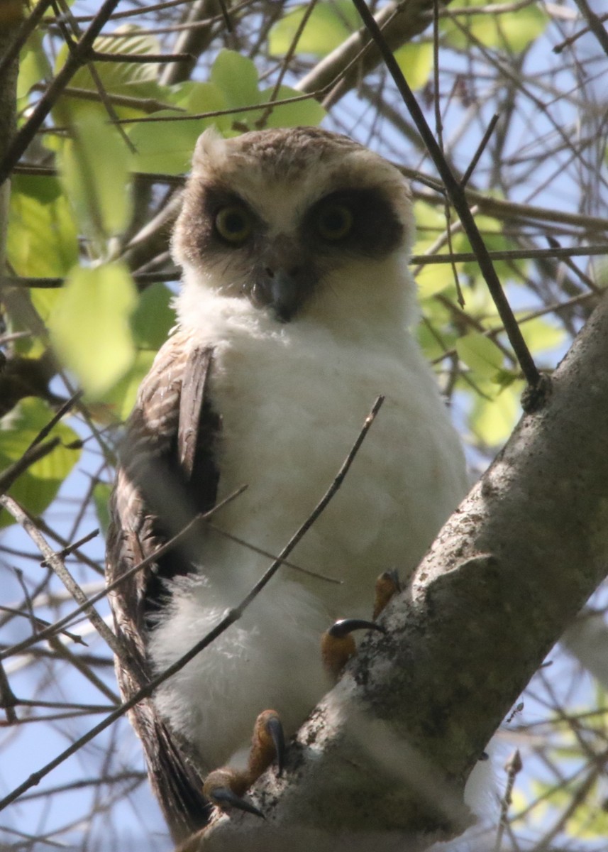 Nínox Rojizo - ML645437306