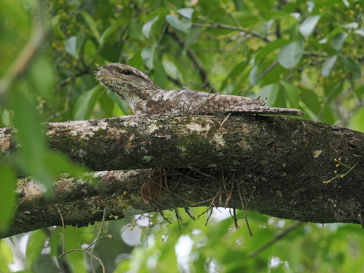 Papuan Frogmouth - ML645437307