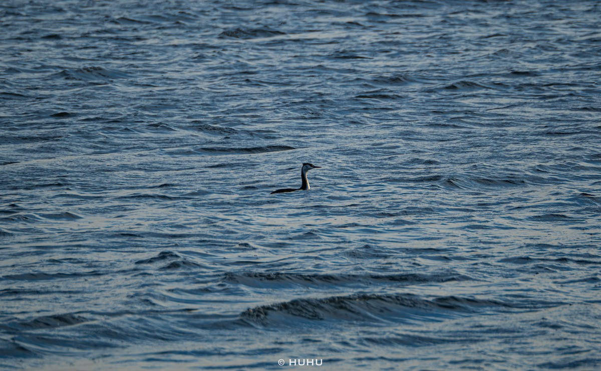 potápka roháč - ML645437308