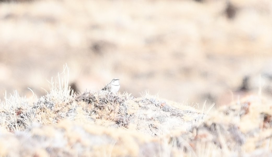 Horned Lark (Tibetan) - ML645437309