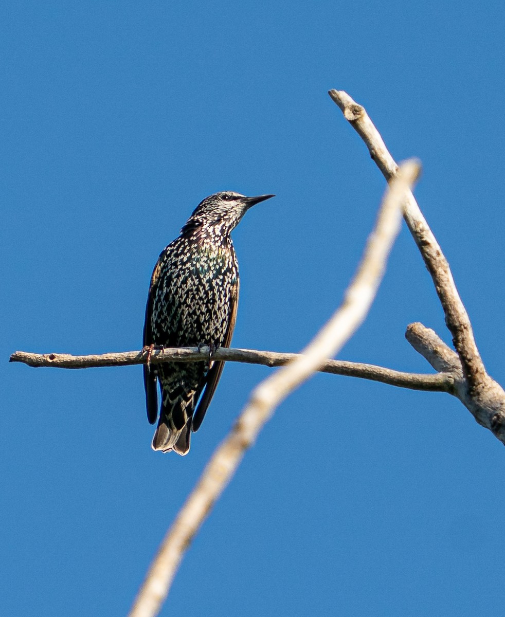 Шпак звичайний - ML645437313