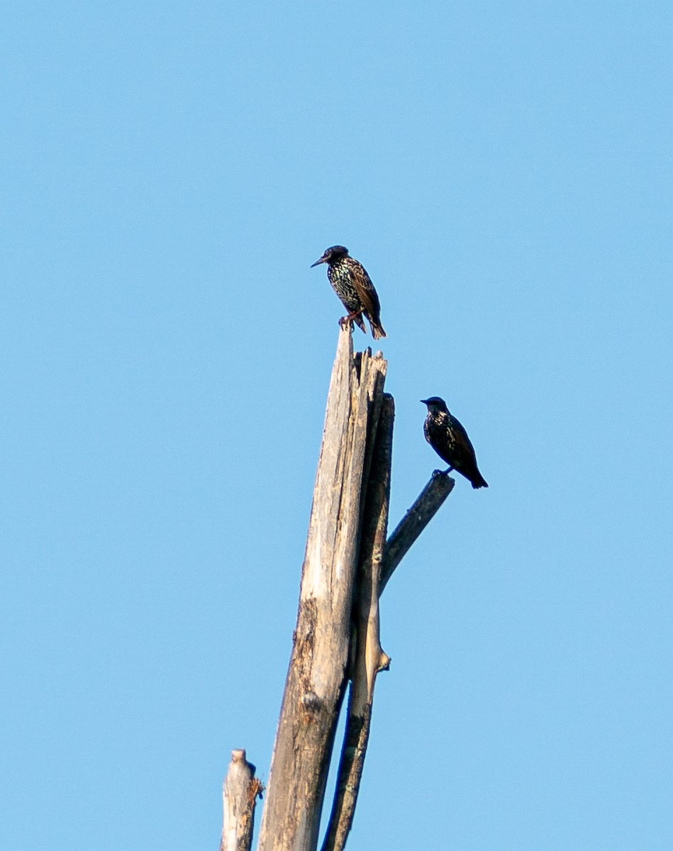 Шпак звичайний - ML645437314