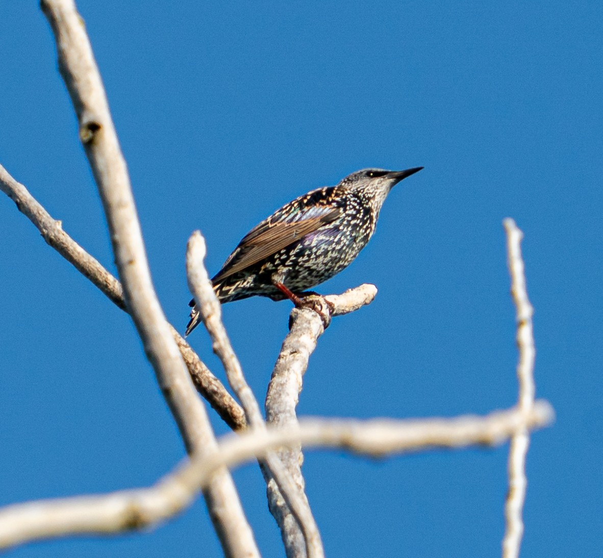 Шпак звичайний - ML645437315