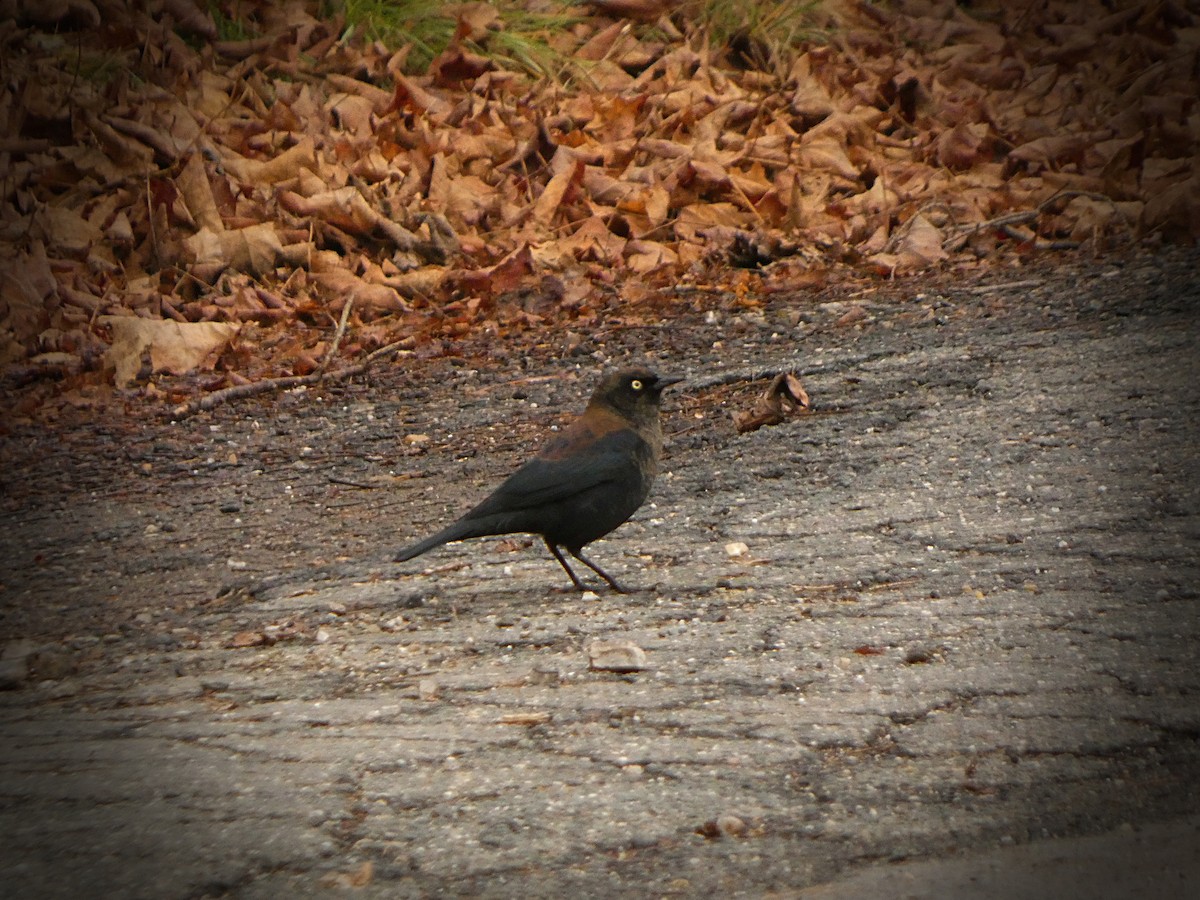 Rusty Blackbird - ML645437318