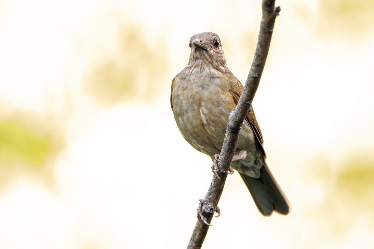 Pale-breasted Thrush - ML645437326