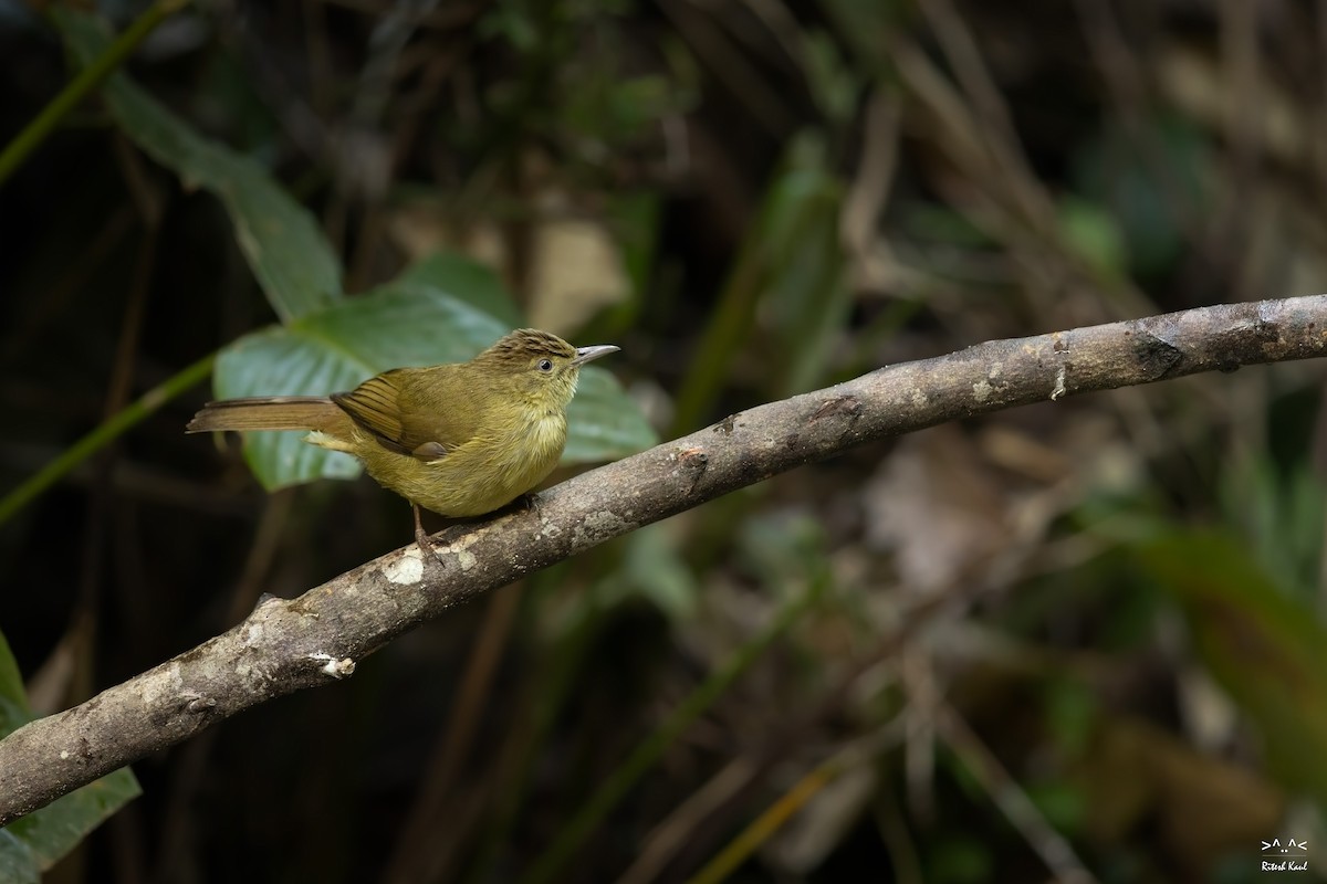 Оливник асамський - ML645437328