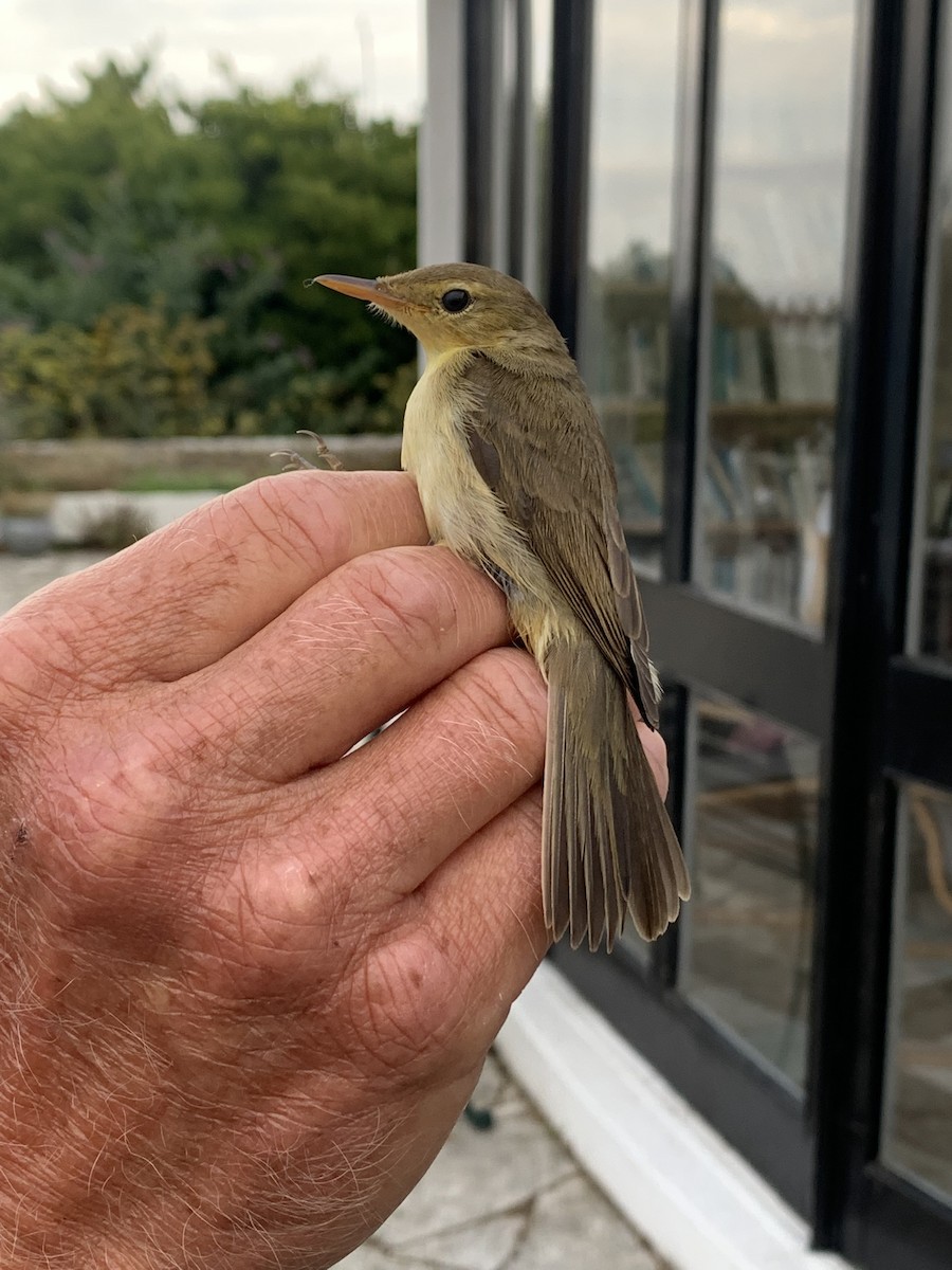 Melodious Warbler - ML645437347