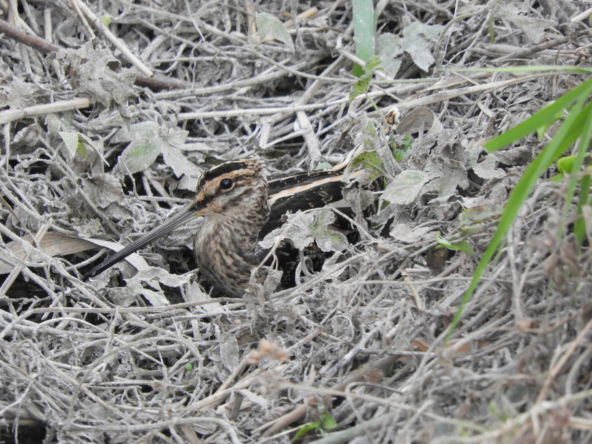 חרטומית ביצות - ML645437354
