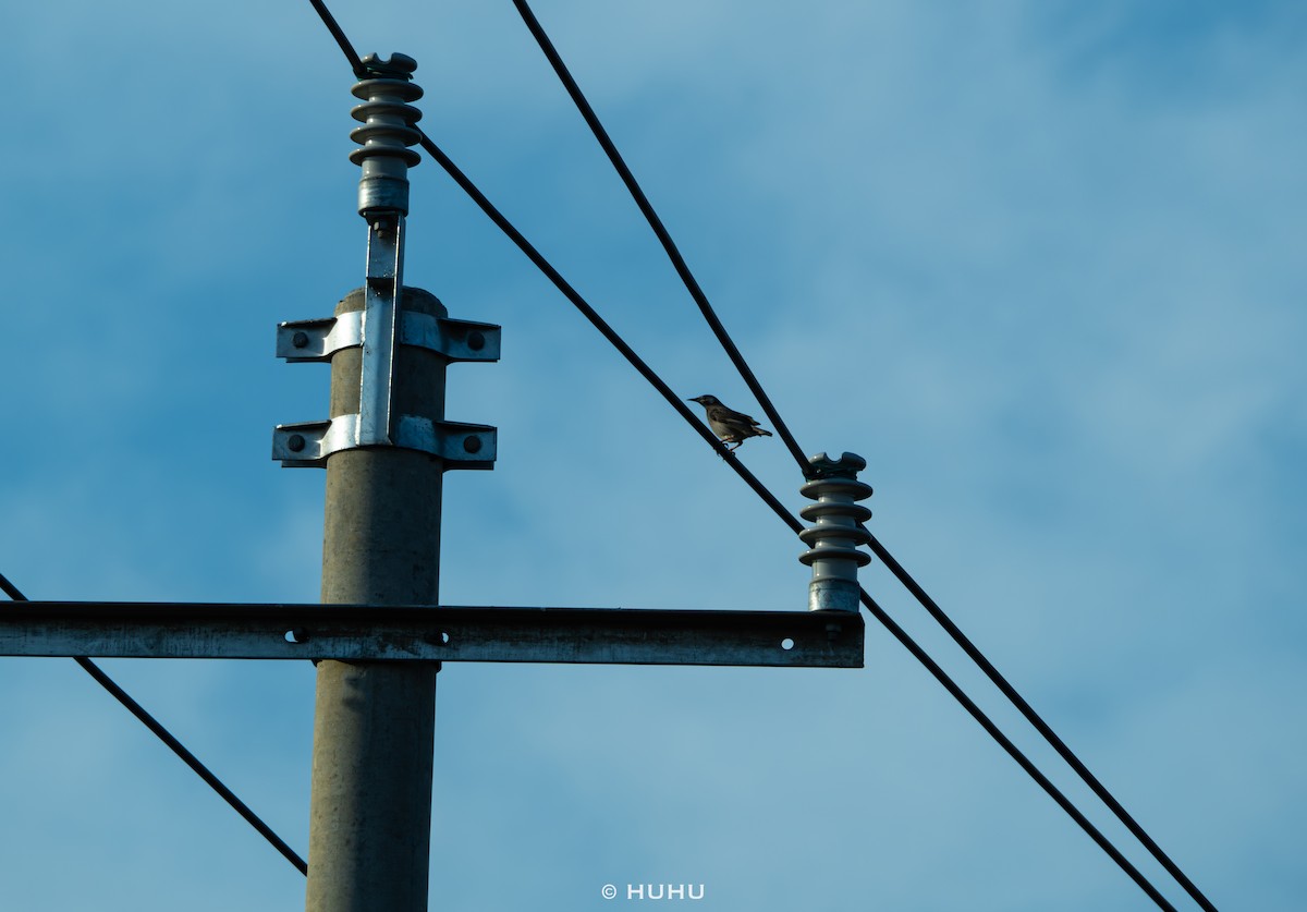 špaček východní - ML645437357