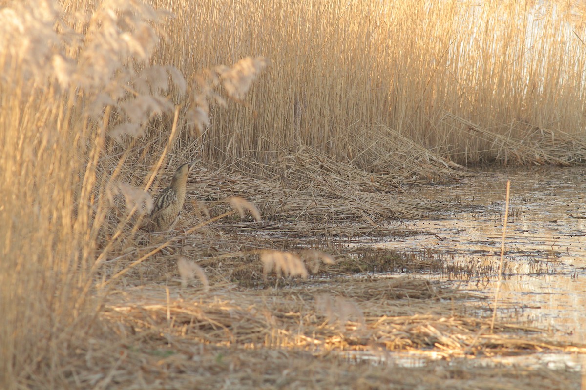 Eurasian Bittern - ML645437358
