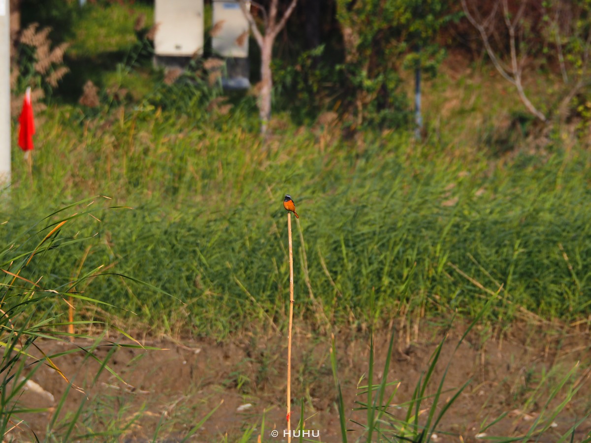 rehek daurský - ML645437359