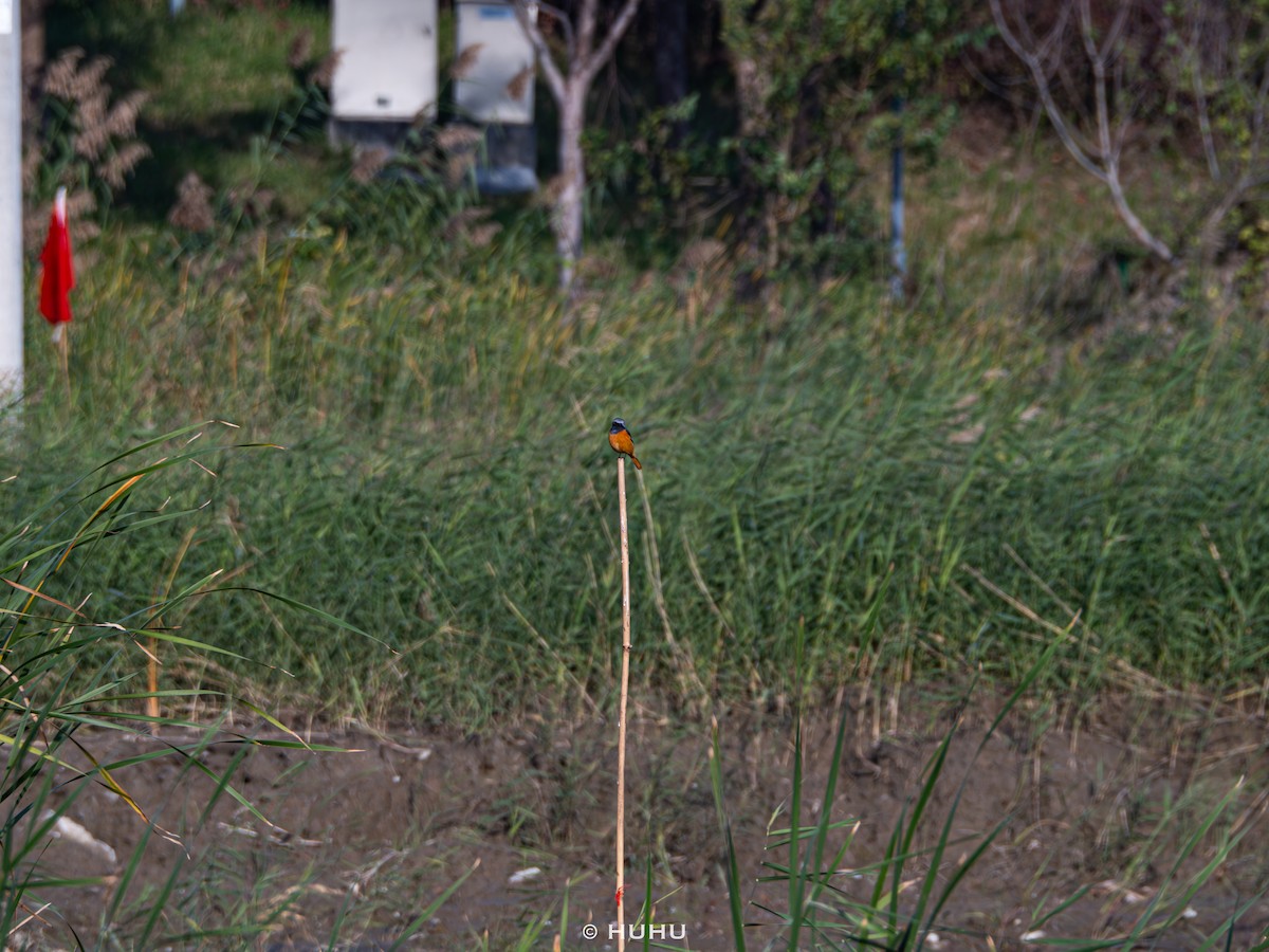 rehek daurský - ML645437362