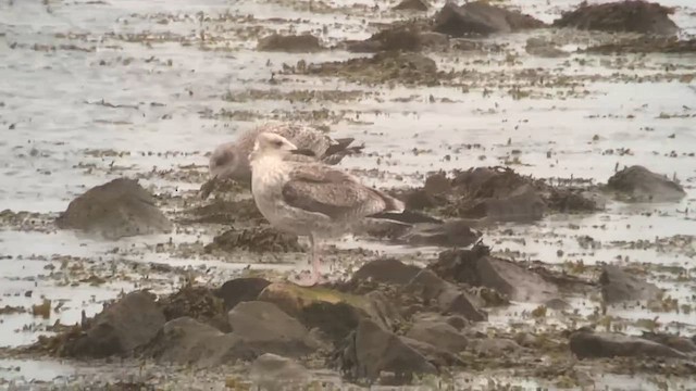 Мартин жовтоногий - ML645437364