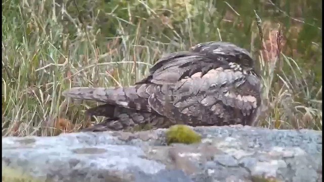 Дрімлюга звичайний - ML645437372