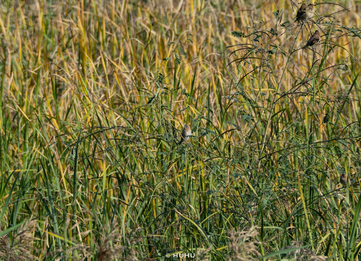 Scaly-breasted Munia - ML645437374