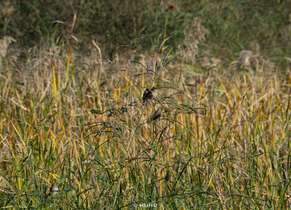 panenka muškátová - ML645437375