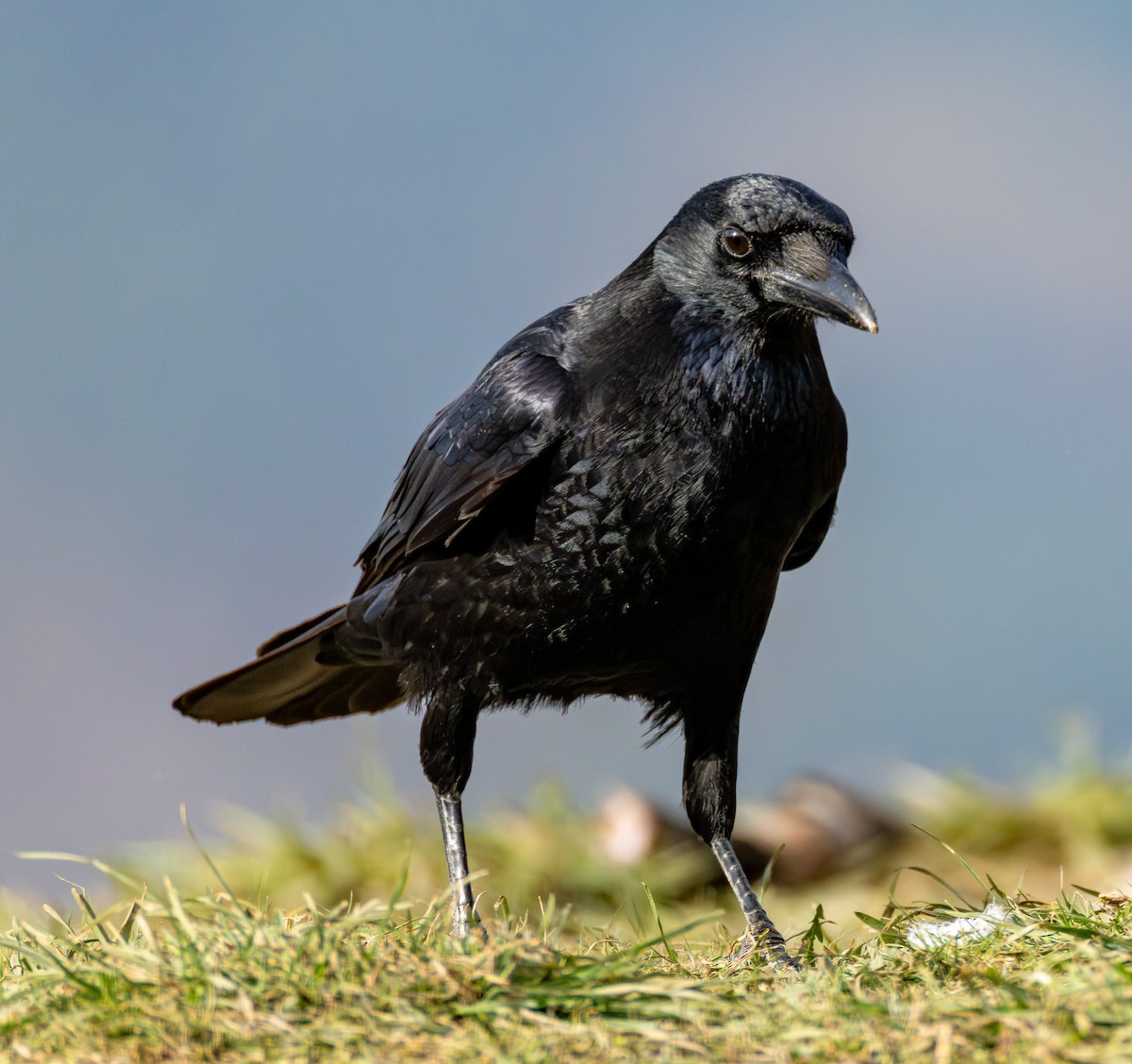 Carrion Crow - ML645437377
