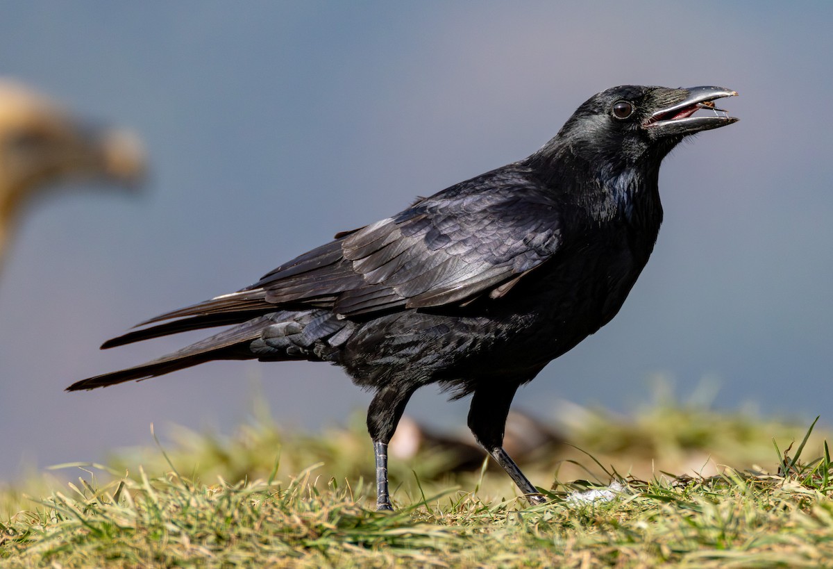 Carrion Crow - ML645437378