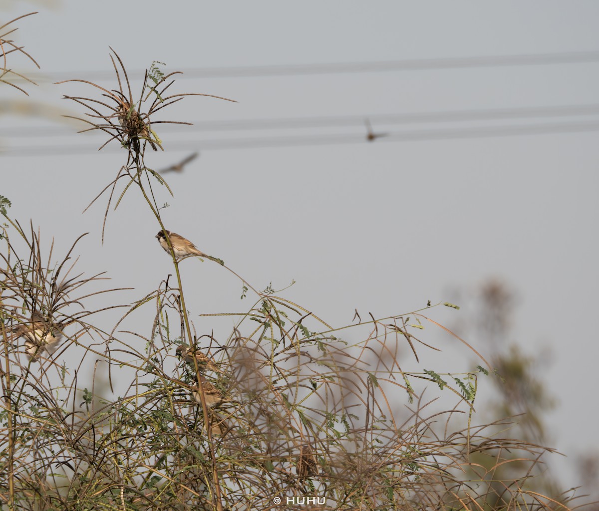 vrabec polní - ML645437379