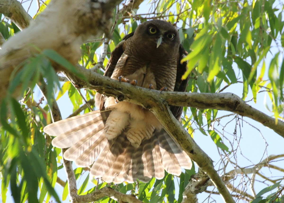 sovka velká - ML645437380