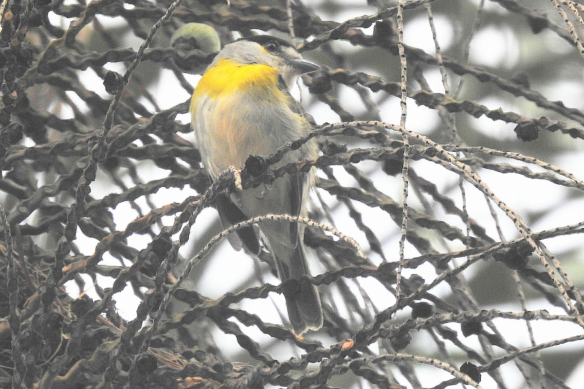 Green-backed Becard - ML645437381