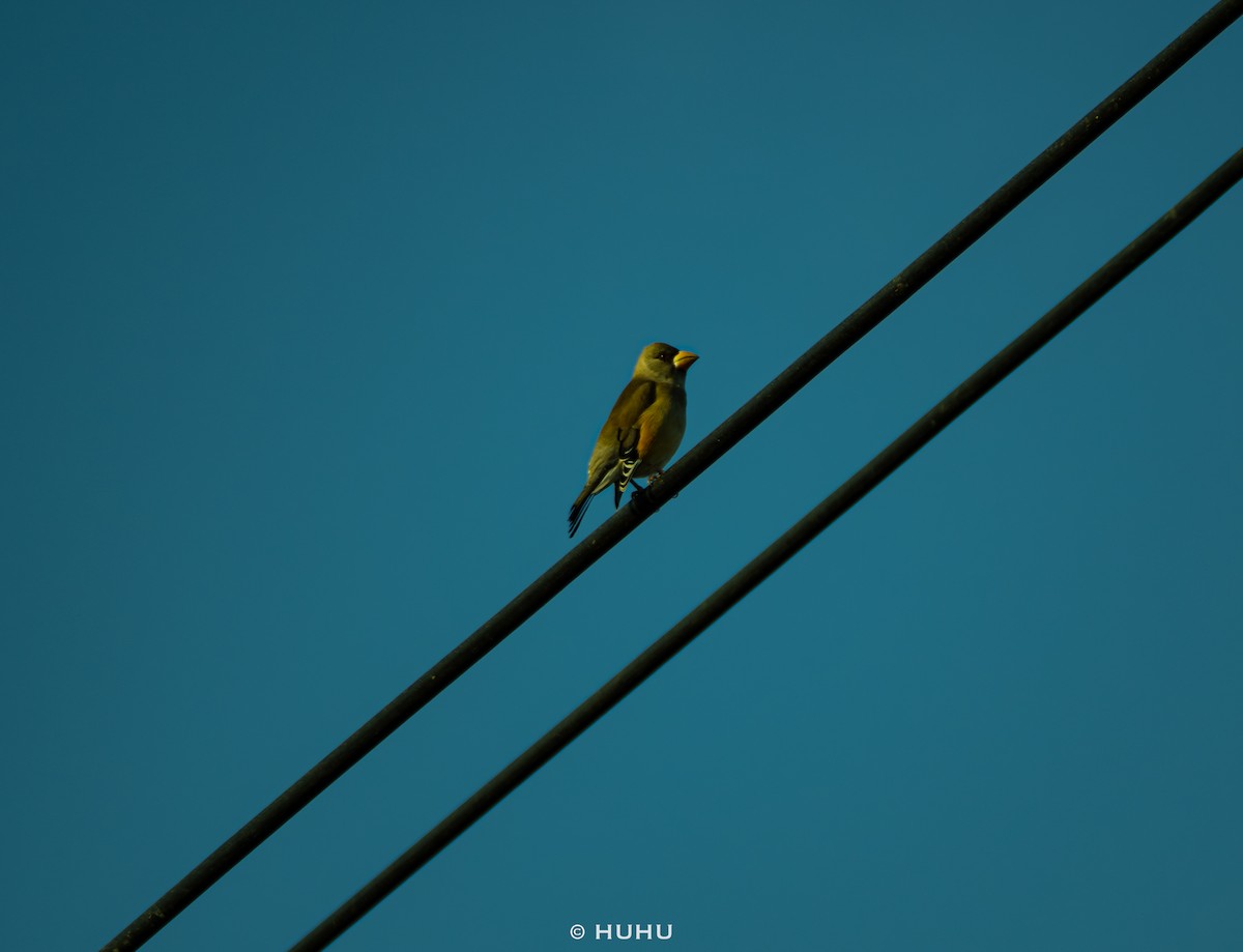 dlask východní - ML645437382