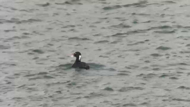 Турпан білолобий - ML645437389