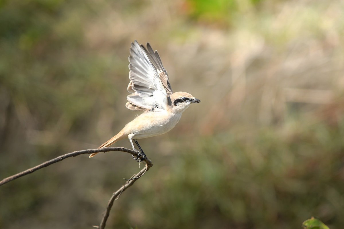 ťuhýk mongolský - ML645437391