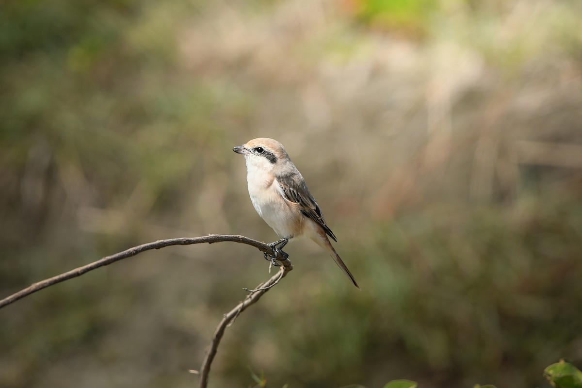 ťuhýk mongolský - ML645437392