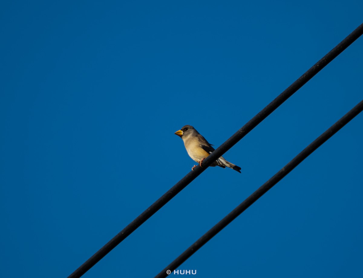 dlask východní - ML645437393