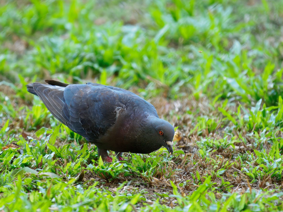 holub skalní (domácí) - ML645437395