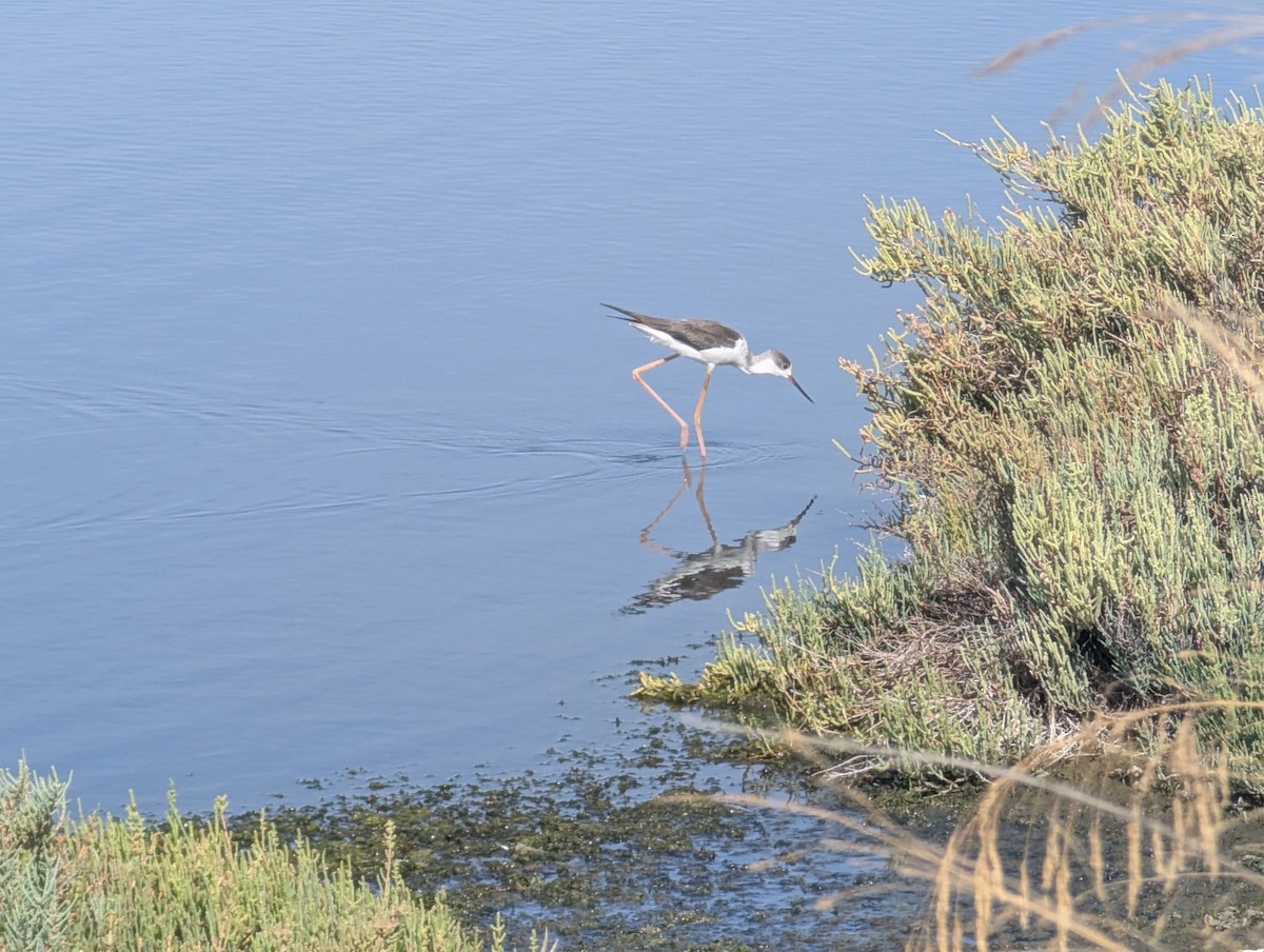 pisila čáponohá - ML645437396