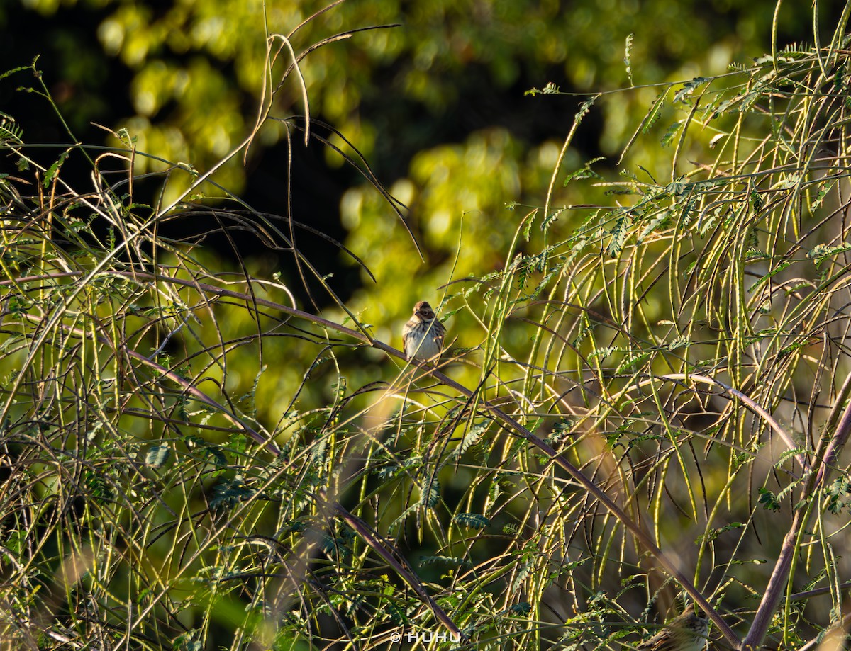 Little Bunting - ML645437397