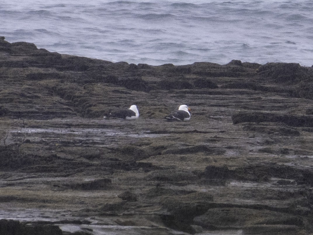 racek velkozobý - ML645437398